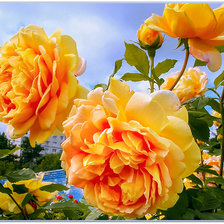 Королева сада