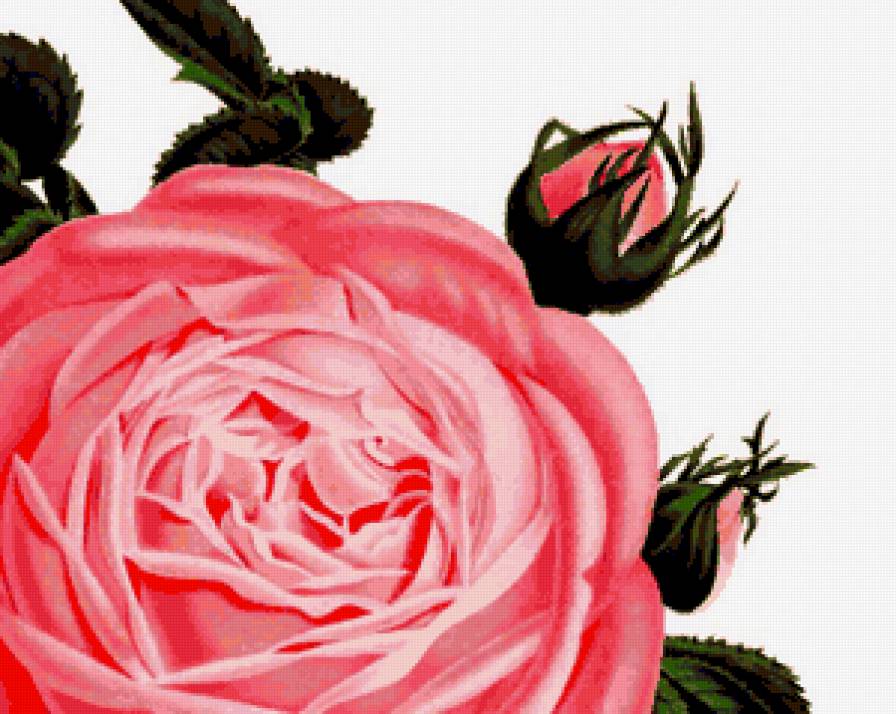 Нежная роза - панно, роза, цветы, подушка, розы, розочки, душистые розы - предпросмотр