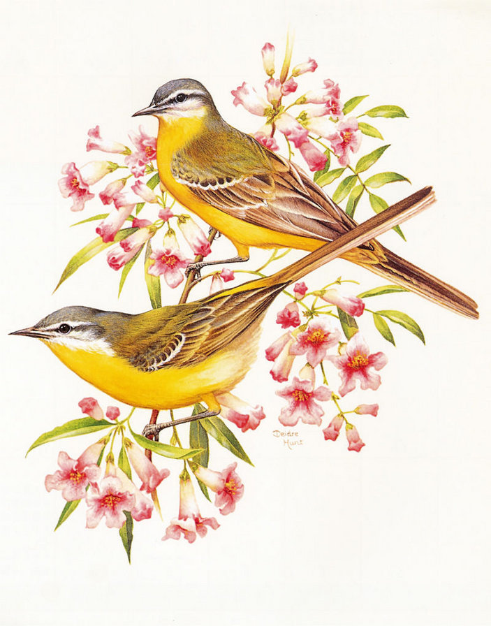 Пташки - красота, пернатые - оригинал