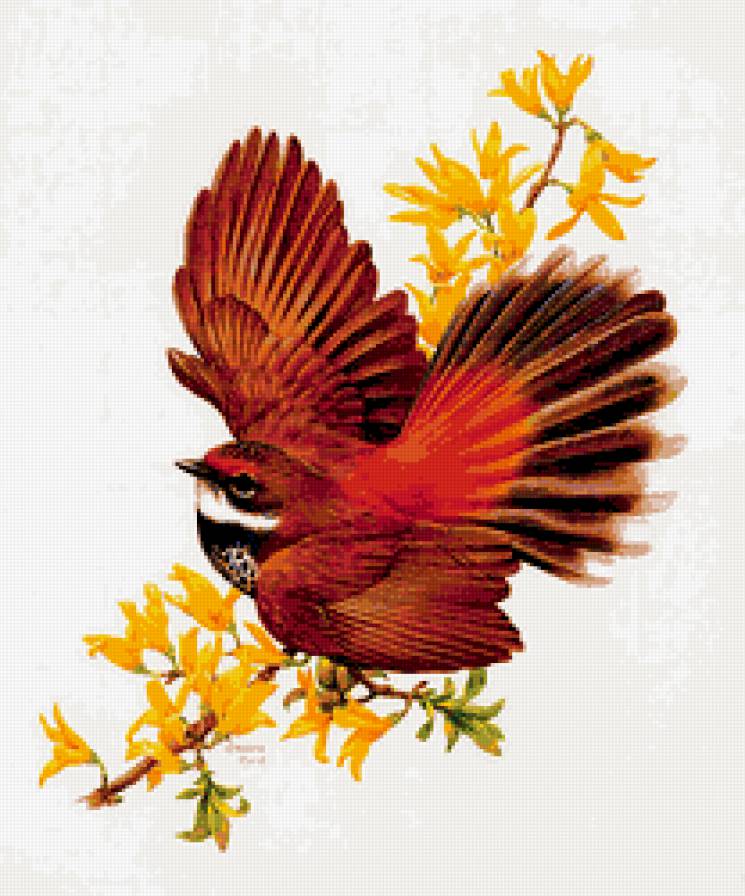 Птички - пернатые - предпросмотр