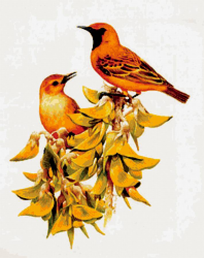 Птички - пернатые - предпросмотр