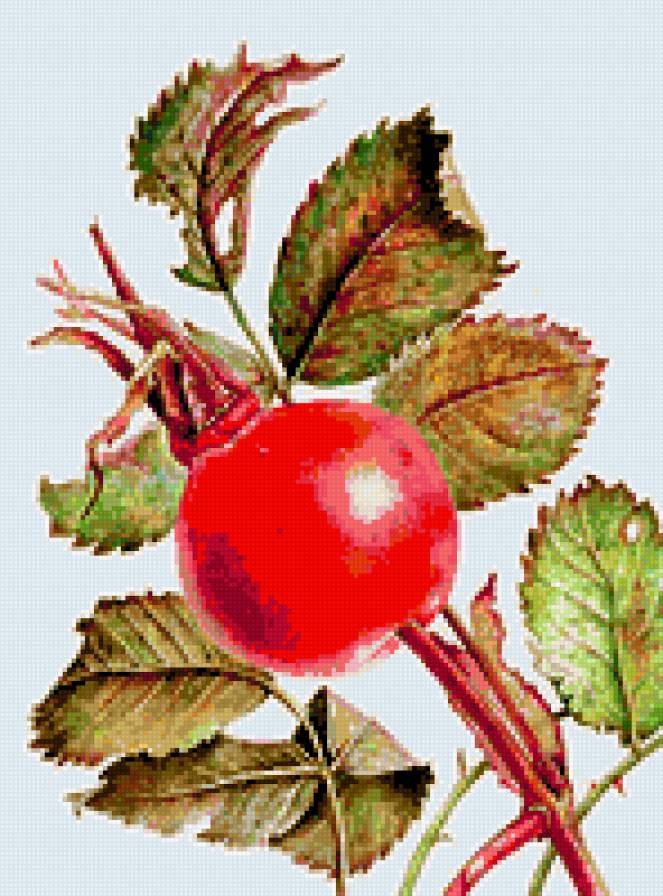 шиповник - предпросмотр