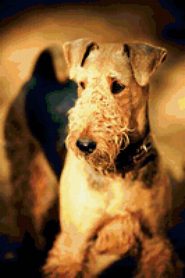 Эрдельтерьер - собачки - предпросмотр