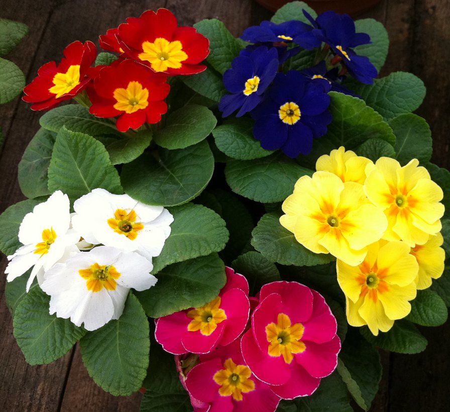 №339279 - цветы - оригинал