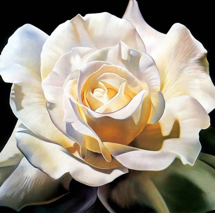 Роза - цветы - оригинал