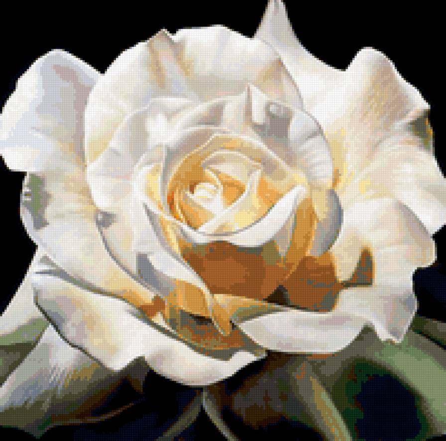 Роза - цветы - предпросмотр