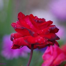 Схема вышивки «№339295»