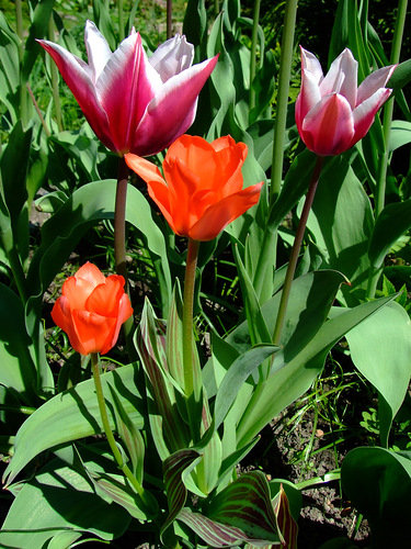 тюльпаны - тюльпаны, цветы - оригинал