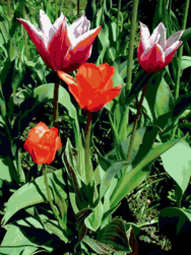 тюльпаны - цветы, тюльпаны - предпросмотр