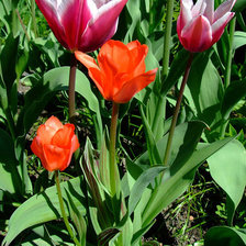 Схема вышивки «тюльпаны»