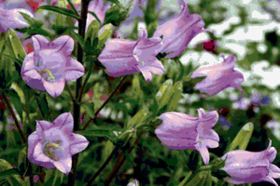 колокольчики - колокольчики, цветы - предпросмотр