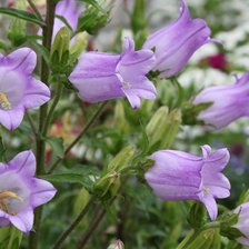 колокольчики