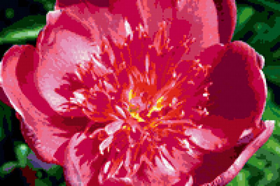 пион - пионы, цветы, цветок, пион - предпросмотр