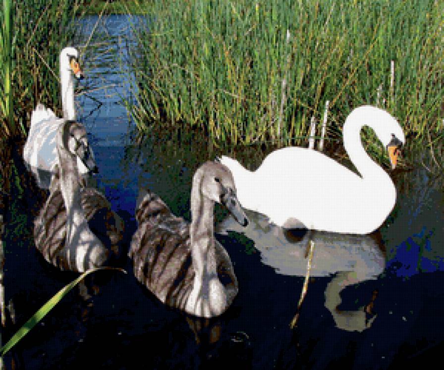 №339349 - птицы, природа, лебеди, пейзаж, озеро - предпросмотр