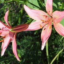 Схема вышивки «лилии»