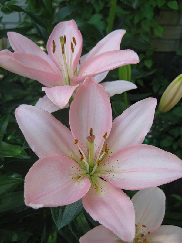 лилии - цветы, лилии - оригинал