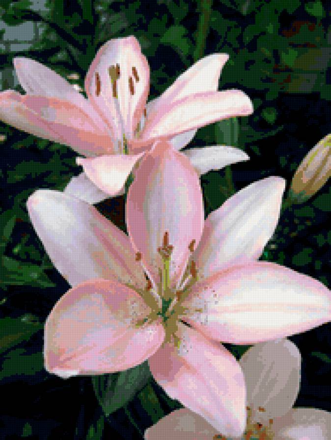 лилии - цветы, лилии - предпросмотр