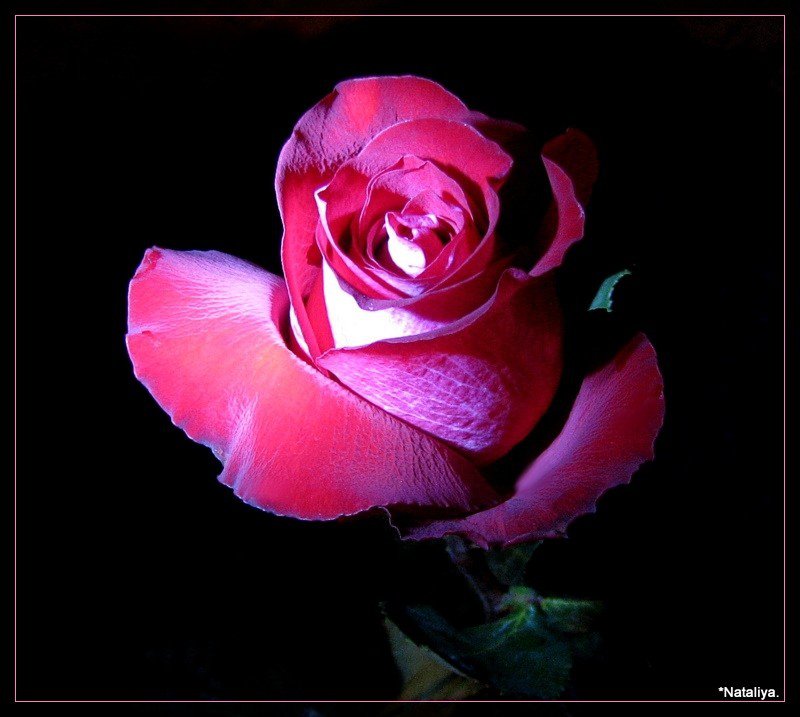роза - розы, цветы, на черном, цветок, роза - оригинал