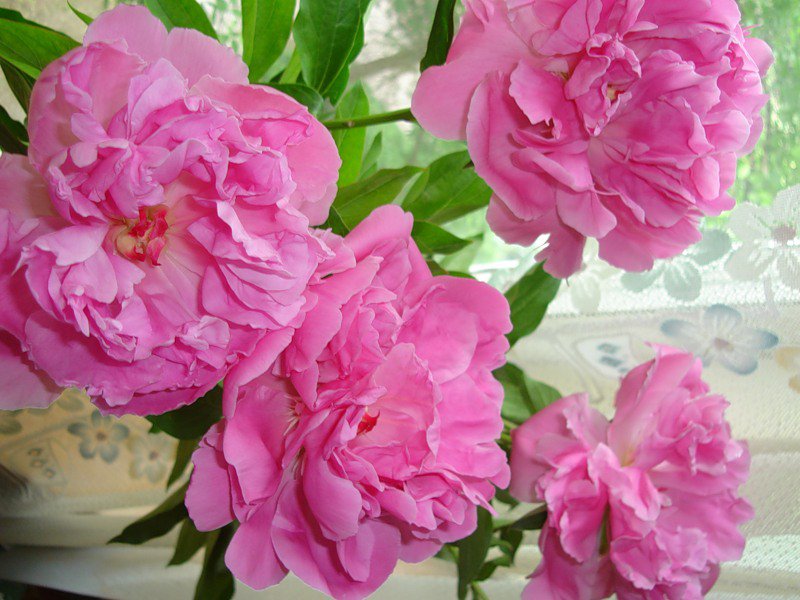 пионы - цветы, пионы, букет - оригинал