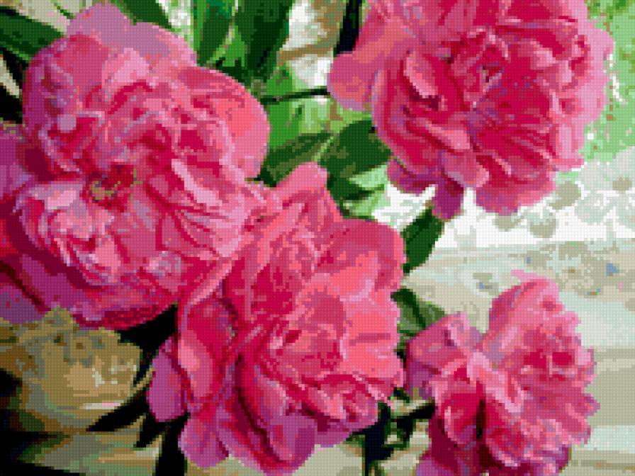 пионы - цветы, пионы, букет - предпросмотр