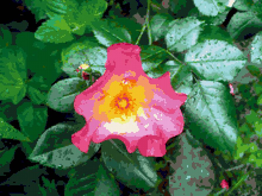 роза - розы, роза, цветок, цветы - предпросмотр