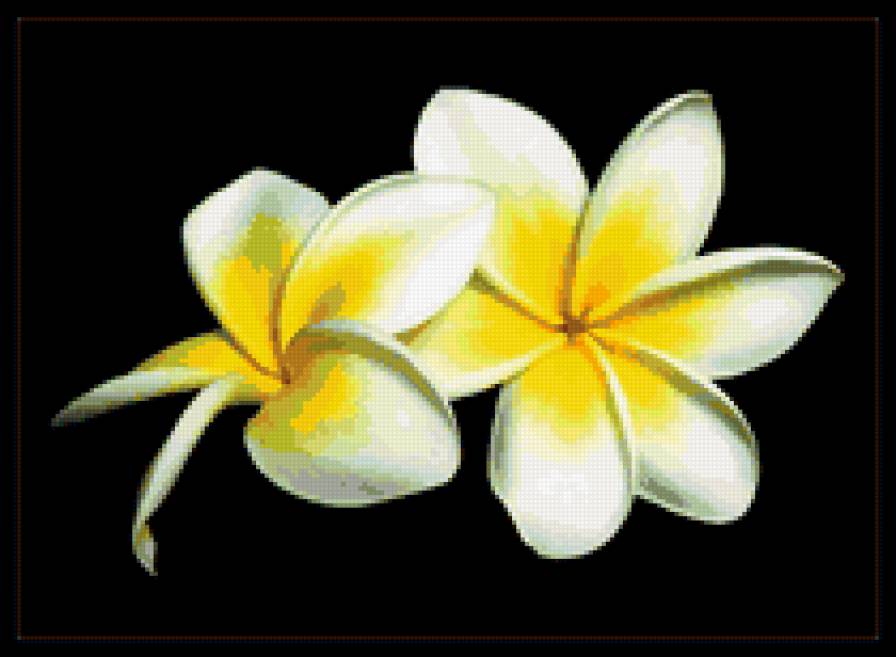 контраст - белое, цветы, черное - предпросмотр