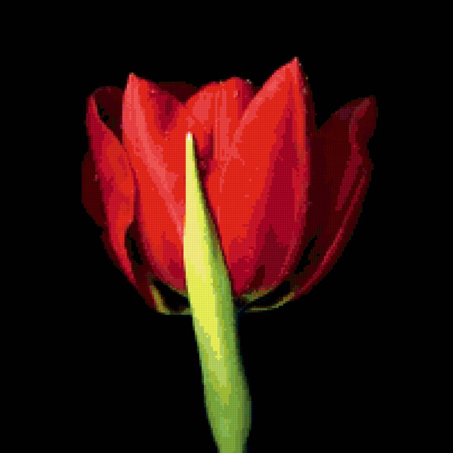 контраст2 - черное, цветок, тюльпан, контраст - предпросмотр