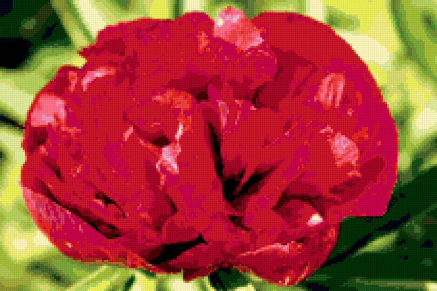 №339392 - цветок, цветы - предпросмотр