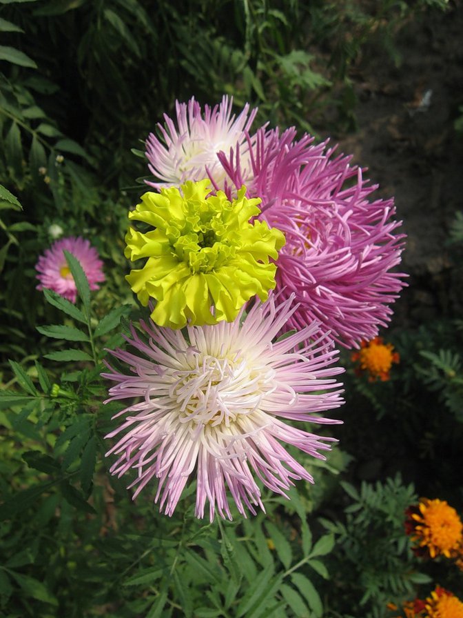 №339418 - букет, цветы - оригинал