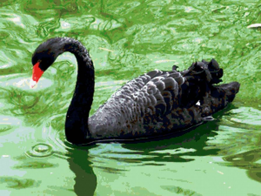 №339420 - птицы, лебеди, озеро, лебедь, птица - предпросмотр