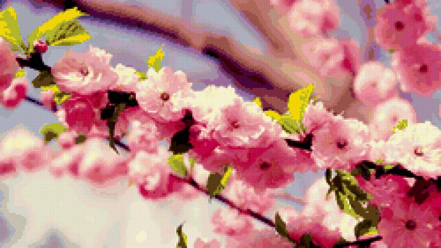 Ветка сакуры - сакура, ветка, цветы, вишня - предпросмотр