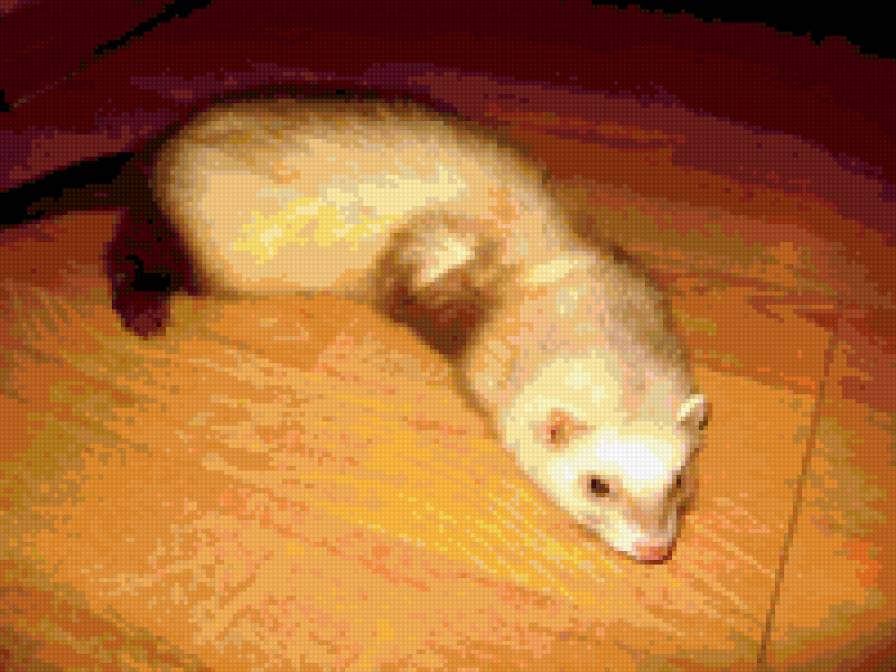 Хорёк Лилу - хорек хорек вышивка схема - предпросмотр