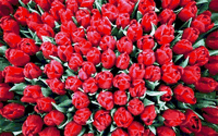 тюльпаны - ц - предпросмотр