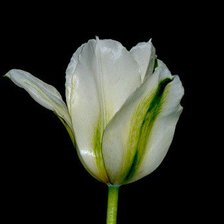 Схема вышивки «тюльпан»