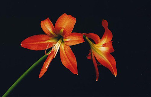 №339501 - на черном, цветы - оригинал