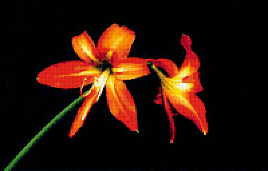 №339501 - цветы, на черном - предпросмотр