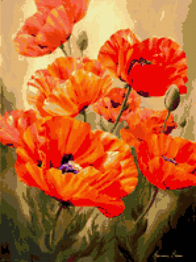 маки - предпросмотр