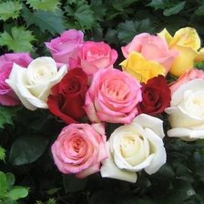 Схема вышивки «№339566»