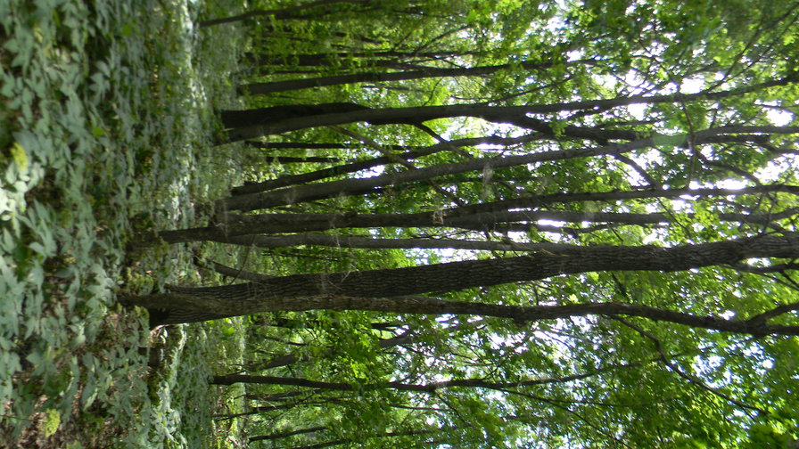 лес - оригинал