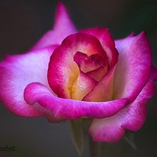 Схема вышивки «роза»