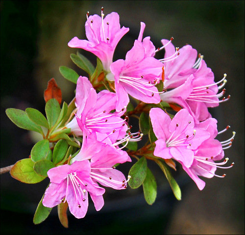 азалия - цветы, азалия - оригинал