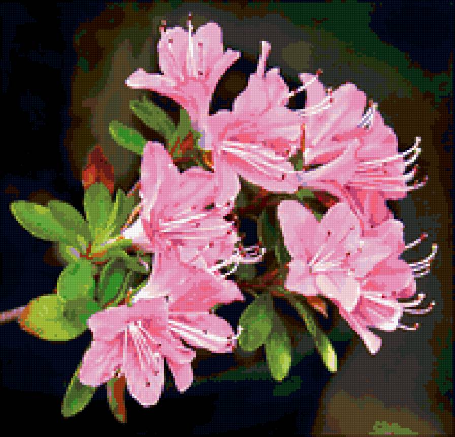 азалия - азалия, цветы - предпросмотр