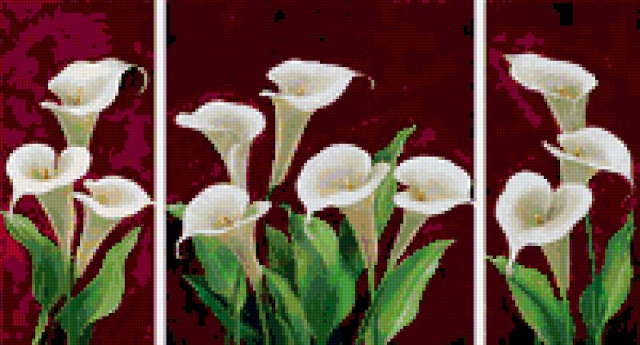 Белые калы - калы, полиптрих, цветы - предпросмотр