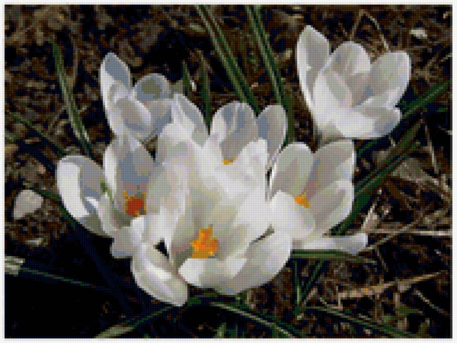 крокусы - весна, бутоны, цветы, крокусы - предпросмотр