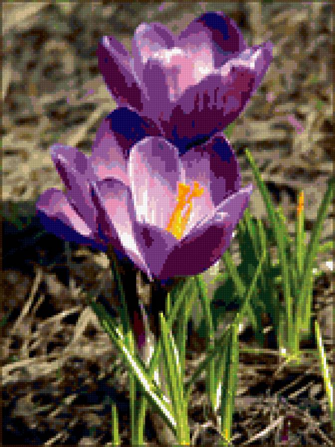 крокусы - цветы, крокусы, весна - предпросмотр