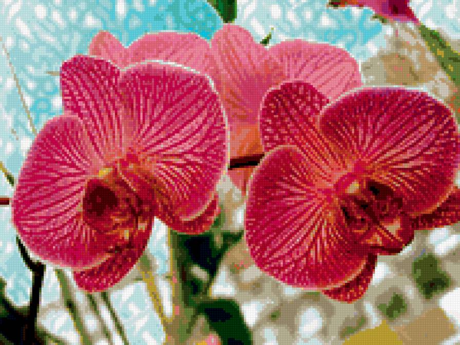 Орхидея - предпросмотр