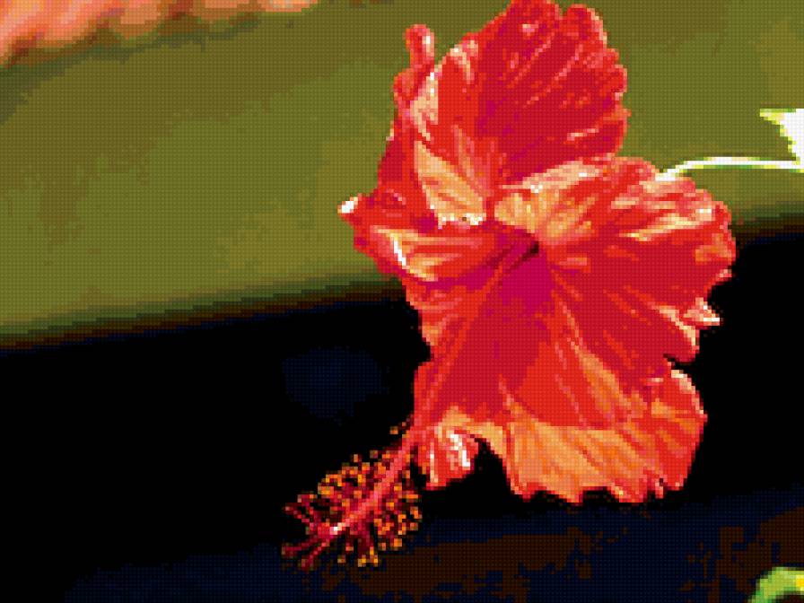 гибискус - гибискус, цветок, каркаде, восток - предпросмотр