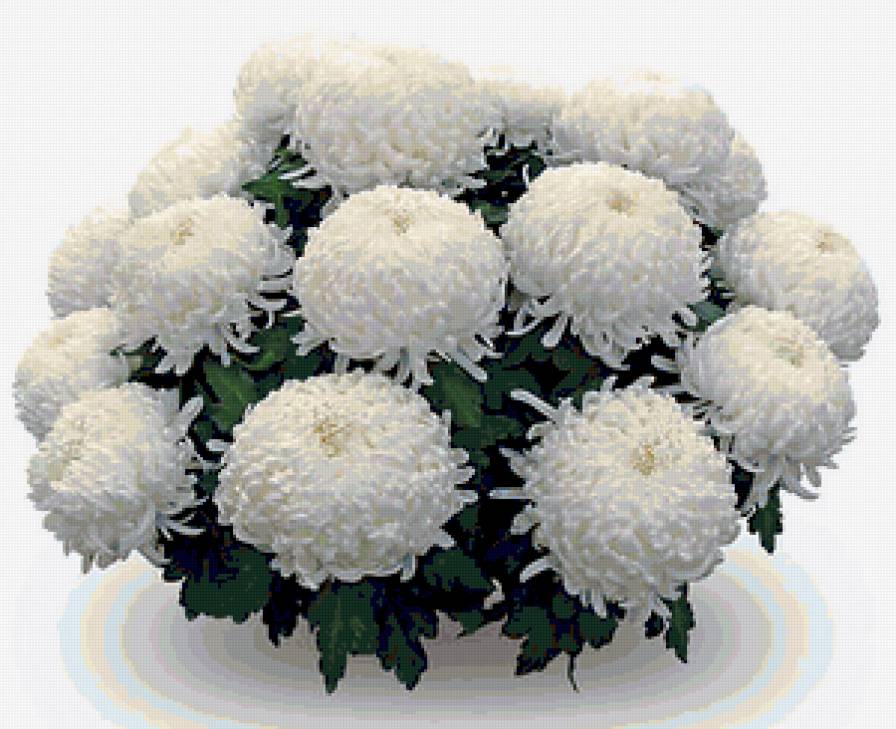 цветы - предпросмотр