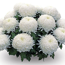 Схема вышивки «цветы»