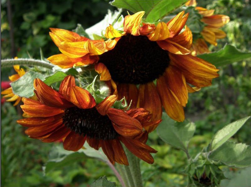 цветы - оригинал